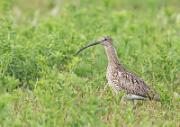 Grosser Brachvogel - Eurasian Curlew  (Numenius arquata)